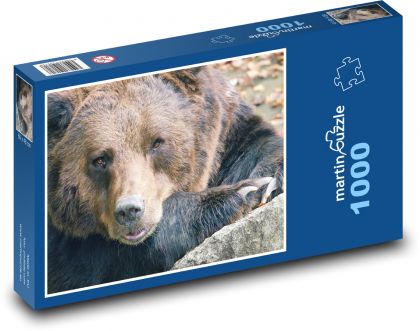 Medvěd - zvíře, savec - Puzzle 1000 dílků, rozměr 60x46 cm