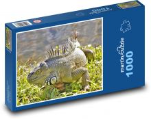 Leguán - plaz, zvíře Puzzle 1000 dílků - 60 x 46 cm