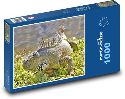 Leguán - plaz, zvíře - Puzzle 1000 dílků, rozměr 60x46 cm