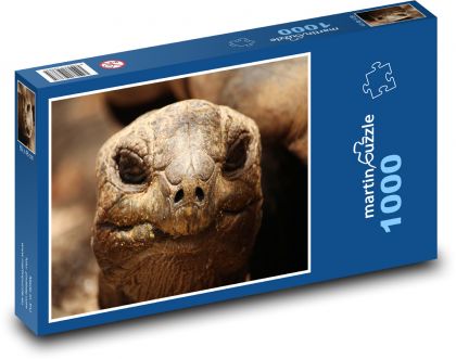 Turtle - reptile, animal - Puzzle 1000 pieces, size 60x46 cm 