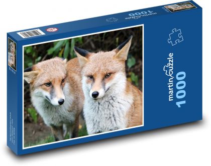 Lisy - zwierzęta, ssaki - Puzzle 1000 elementów, rozmiar 60x46 cm