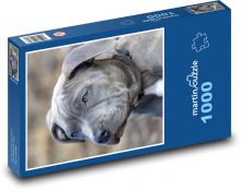 Pitbull - Hund, Welpe Puzzle 1000 Teile - 60 x 46 cm