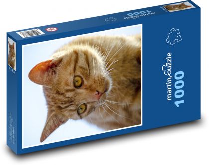 kot, zwierzę - Puzzle 1000 elementów, rozmiar 60x46 cm