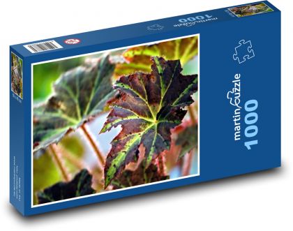 Begonias - roślina domowa, kwiat - Puzzle 1000 elementów, rozmiar 60x46 cm