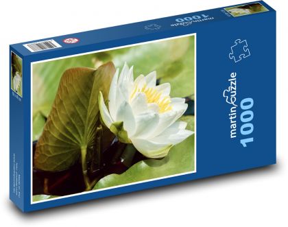 Bílý leknín - květ, vodní rostlina - puzzle 1000 dílků