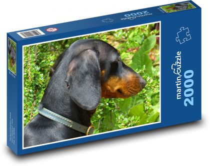 Pes - Jezevčík s obojkem - Puzzle 2000 dílků, rozměr 90x60 cm