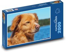 Zlatý retriever pri vode Puzzle 2000 dielikov - 90 x 60 cm