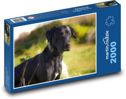 Czarny pies w trawie - Puzzle 2000 elementów, rozmiar 90x60 cm