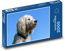 Biały, kręcony pies na niebieskim niebie Puzzle 2000 elementów - 90x60 cm