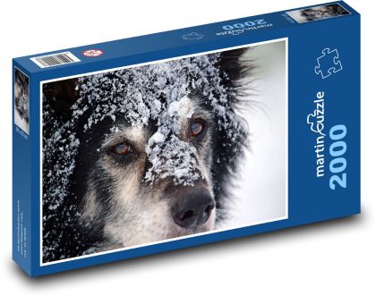 Dog - Border collie - Puzzle 2000 pieces, size 90x60 cm 