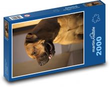 Porträt eines Hundes im Innenbereich Puzzle 2000 Teile - 90 x 60 cm