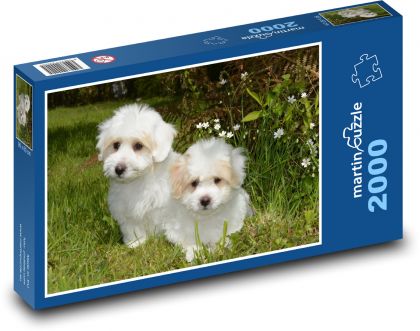 Pes - šteniatka Coton de Tulear - Puzzle 2000 dielikov, rozmer 90x60 cm 