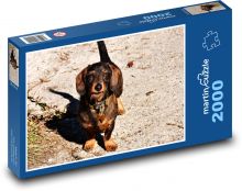 Pes Puzzle 2000 dielikov - 90 x 60 cm