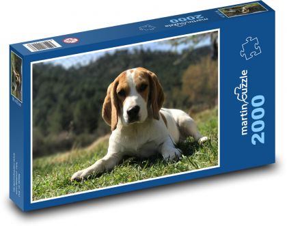 Beagle ruht im Gras - Puzzle - 2000 Teile
