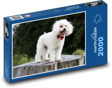 Uroczy biały pudel z kokardką Puzzle 2000 elementów - 90x60 cm