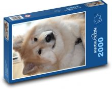 Roztomilý chlupatý pejsek Puzzle 2000 dílků - 90 x 60 cm