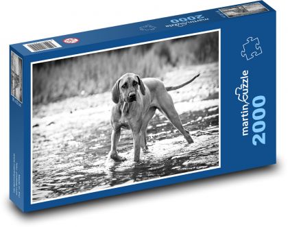 Jagdhund im Fluss, Rhodesischer Ridgeback - Puzzle - 2000 Teile