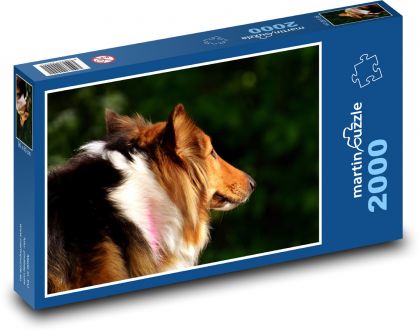 Portrét psa při západu slunce, Kolie - puzzle 2000 dílků