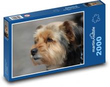 Odraz psa, Yorkshirský teriér Puzzle 2000 dielikov - 90 x 60 cm