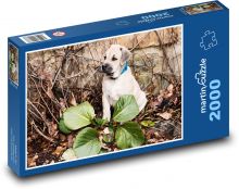 Malý pes průzkumník Puzzle 2000 dílků - 90 x 60 cm