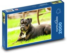 Pes boxer ležící na trávě Puzzle 2000 dílků - 90 x 60 cm