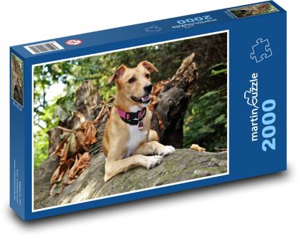 Dog adventurer in the forest - Puzzle 2000 pieces, size 90x60 cm 