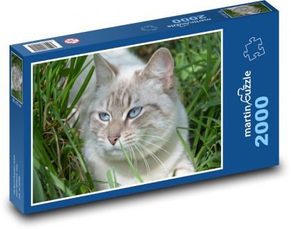 Leichte Katze mit blauen Augen im Gras - Puzzle - 2000 Teile