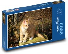 Zrzavá kočka na kameni Puzzle 2000 dílků - 90 x 60 cm