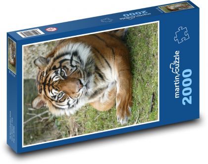 Tygr - Puzzle 2000 dílků, rozměr 90x60 cm