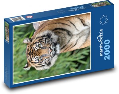 Curious tiger in the grass - Puzzle 2000 pieces, size 90x60 cm 