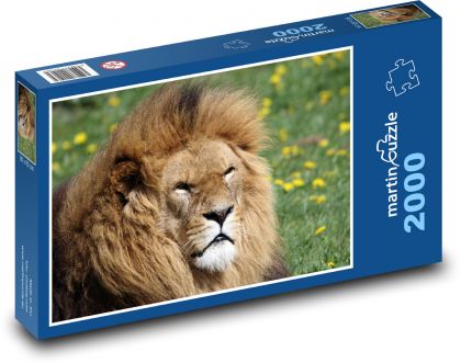Majestátní lev v trávě - puzzle 2000 dílků