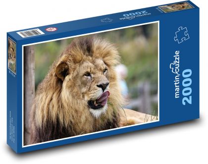 Afrykański lew na wolności - Puzzle 2000 elementów, rozmiar 90x60 cm