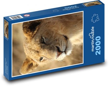 Lion - Puzzle 2000 pieces, size 90x60 cm 