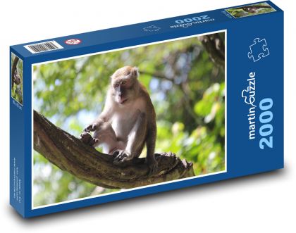 Monkeys in the treetops - Puzzle 2000 pieces, size 90x60 cm 