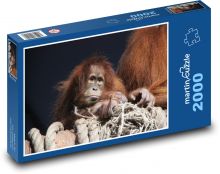 Orangutan na kládě s lany Puzzle 2000 dílků - 90 x 60 cm
