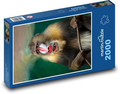 Exotická opice mandril - puzzle 2000 dílků