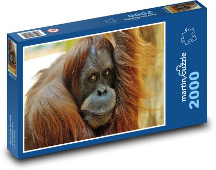 Moudrý pohled orangutana - puzzle 2000 dílků