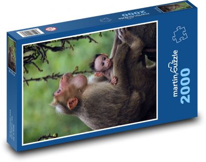 Opice s mládětem na stromě - puzzle 2000 dílků