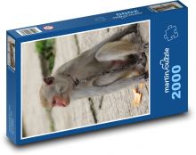 Opice Puzzle 2000 dílků - 90 x 60 cm