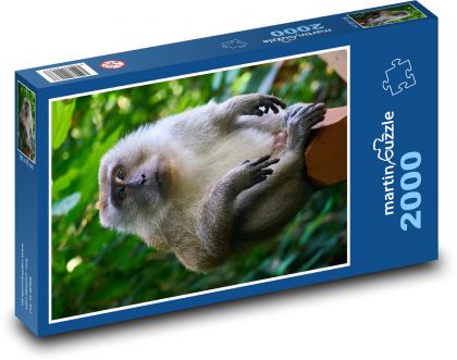 Affe - Puzzle - 2000 Teile