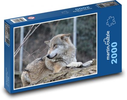 A wolf lying in a zoo - Puzzle 2000 pieces, size 90x60 cm 