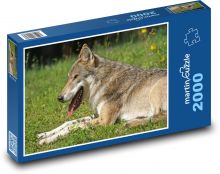 Vlk odpočívající na louce Puzzle 2000 - 90x60 cm