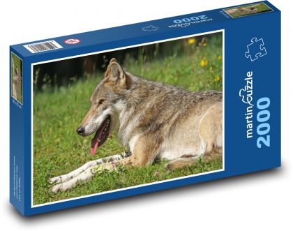 Wilk spoczywający na łące - Puzzle 2000 elementów, rozmiar 90x60 cm
