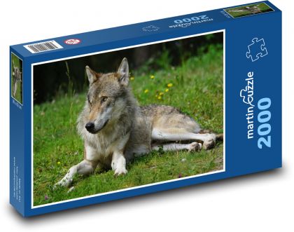 Vlk ležící v trávě - puzzle 2000 dílků