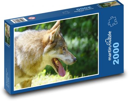 Vlk s vyplazeným jazykem - puzzle 2000 dílků
