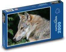 Šedý vlk v lese Puzzle 2000 dílků - 90 x 60 cm