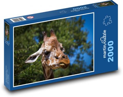 Žirafa - Puzzle 2000 dílků, rozměr 90x60 cm