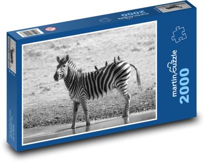 Zebra - Puzzle 2000 dílků, rozměr 90x60 cm