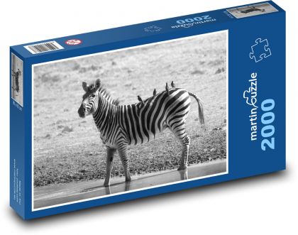 Zebra - Puzzle 2000 elementów, rozmiar 90x60 cm
