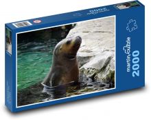 Morský lev vykukujúci z vody Puzzle 2000 dielikov - 90 x 60 cm